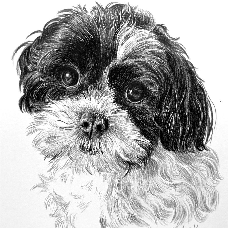 Pet portraits in graphite and charcoal