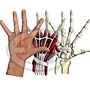 Anatomia de la mano. Een project van Traditionele illustratie van Fernando Garrido Rubio - 07.02.2016