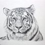 Tigre a lápiz 7u7. Un progetto di Animazione di astridcarolina879 - 02.01.2017