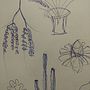 bocetos botánicos . Gambar Pensil proyek oleh Gonzalo Rodriguez - 03.05.2019