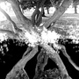 Ramificaciones . Fine-Art Photograph project by Qristian Muñoz - 05.19.2020