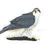 Azor común (Accipiter gentilis) . Gambar Pensil, Gambar Realistis & Ilustrasi tradisional proyek oleh Gonzalo Peña - 03.22.2020