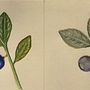 Botanical Illustration - Watercolor lily . % Kristen Bastis tarafından hazırlanan Botanik İllüstras, on, Sulubo, Ve a Resim projesi - 09.06.2020