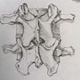 Exploración Osea de la Columna Lumbar . Un proyecto de Dibujo anatómico de Paula Tellez - 13.05.2019