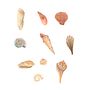 Watercolor Seashells . Lukisan Cat Air proyek oleh Helena Slobodeniuk - 10.31.2020