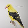 My project in Naturalist Bird Illustration with Watercolors course. Watercolor Painting, and Realistic Drawing project by Franziska - 11.16.2020