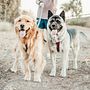 Mi Proyecto del curso: Fotografía lifestyle de perros. Een project van Fotografie, Buitenfotografie y Fotografie voor Instagram van Scarlett Butler - 01.02.2021