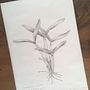 Orquídeas Nativas de Soure. Drawing, Pencil Drawing, Traditional illustration, and Botanical Illustration project by Camila Honda - 12.05.2020