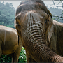 Elefantes en Tailandia . Een project van  Documentairefotografie van Lorena Caso - 08.12.2020