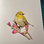 My project in Artistic Watercolor Techniques for Illustrating Birds course. Un progetto di Pittura ad acquerello di René - 27.12.2020