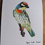Coppersmith Barbet. Un projet de Illustration naturaliste de tinavaz_g - 22.02.2021