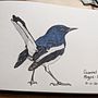 Magpie Robin. Un projet de Illustration naturaliste de tinavaz_g - 22.02.2021
