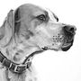 Diana - English Pointer. Drawing project by Matt W - 04.02.2020