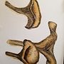 Mushroom Study Ein Projekt aus dem Bereich Aquarellmalerei von Alyce - 16.04.2021