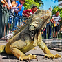 Turismo en la ciudad - Iguana de Guayaquil. Un proyecto de Fotografía en exteriores de Víctor Macías Pincay - 17.04.2021