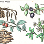 Diario botánico en acuarela . Ilustrație tradițională, Pictură în acuarelă, Ilustrație botanică și Caiet de schițe de DelKoral Barrueto - 07.03.2021
