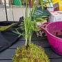 Il mio progetto del corso: Kokedama: crea una fioriera naturale con il muschio. Un progetto di Artigianato, Interior design, Paesaggismo, Interior Design e DIY di Chantal Antonizzi - 10.07.2021