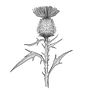 Project for Blackwork Tattoo Design course . Ilustrație tradițională & Ilustrație digitală de Alex Lee - 08.08.2021