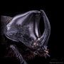 Rhino Beetle. MACRO EXTREMO. Photograph, Portrait Photograph, Studio Photograph, Documentar, and Photograph project by Sergio Gómez - 08.23.2021