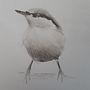 My project in Artistic Watercolor Techniques for Illustrating Birds course . % Marie Edwards tarafından hazırlanan Geleneksel illüstrasyon, Suluboya Resim, Gerçekçi Çizim, Ve Doğalcı İllüstrasyon projesi - 09.11.2021