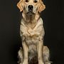Mi Proyecto del curso: Fotografía lifestyle de perros . Fotografi, Fotografi Potret, Fotografi Instagram, Fotografi Dokumenter, Dan Fotografi Gaya Hidup proyek oleh Juan Carlos Centellas - 10.24.2021