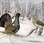 El celo del Urogallo Cantábrico . Ilustrație tradițională, Pictură în acuarelă, Desen realist & Ilustrație naturalistă de Alba López Secades - 11.21.2021