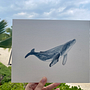 My project in Naturalist Illustration Techniques: Whales in Watercolor course . % Olivia Healy tarafından hazırlanan Geleneksel illüstras, on, Poster Tasarımı, Dijital İllüstras, on, Ve Manga projesi - 01.17.2022