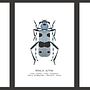 My project in Scientific Illustration for Pattern Design course . Ilustrație tradițională, Design de model, Ilustrație digitală, Ilustrație naturalistă și Crearea modelelor și croitorie de Rea Nemer - 01.22.2022