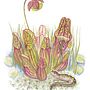 Pitcher Plant Carnivory. Un progetto di Illustrazione tradizionale di rachelbalderson5 - 18.02.2022