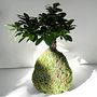 Mon projet du cours : Kokedama : créez un pot naturel avec de la mousse  . % Clarisse Grosset tarafından hazırlanan Sanat ve El Sanatları, İç Tasarım, Pe, zaj Mimarisi, Dekoras, on, Kendin Yap, Ve Çiçek ve Bitki Tasarımı projesi - 03.06.2022