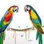Mein Kursprojekt: Illustriere Vögel mit expressiven Aquarelltechniken. Ilustração tradicional, Pintura em aquarela, Desenho realista e Ilustração naturalista projeto de Katharina Raab - 06.04.2022