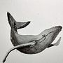 Mi Proyecto del curso: Técnicas de ilustración naturalista: ballenas en acuarela. Un progetto di Illustrazione tradizionale e Pittura ad acquerello di paulina_13 - 19.04.2022