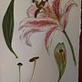 My project for course: Botanical Illustration with Watercolors. Traditional illustration, Fine Arts, Painting, Drawing, Watercolor Painting, and Botanical Illustration project by Cheryl Sateriale - 06.28.2022