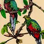 Mi proyecto del curso: Ilustración naturalista con bolígrafo (Quetzales). Un progetto di Illustrazione tradizionale, Disegno, Disegno realistico e Illustrazione naturalistica di Jacobo Vanegas Herrera - 29.06.2022