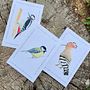 Israeli Birds Postcards. Un proyecto de Ilustración tradicional, Pintura a la acuarela e Ilustración naturalista				 de Reut Alon - 26.07.2022