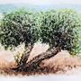 Olive Tree: Natural Landscapes in Watercolor . % miro_pobox tarafından hazırlanan Geleneksel illüstras, on, Sulubo, Ve a Resim projesi - 07.29.2022