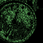 My project for course: Creative Coding: Making Visuals with JavaScript. Motion Graphics, Multimídia, e JavaScript projeto de filip_anton - 03.08.2022