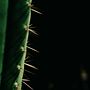 Art in nature. Un progetto di Fotografia e Fotografia artistica di Claudia Viñals argente - 26.09.2022