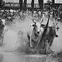 Mekong Delta cow racing.. Un proyecto de Fotografía digital, Fotografía en exteriores y Fotografía documental de fotoreal - 16.10.2022