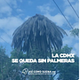 La Ciudad de México se queda sin palmeras . Un proyecto de Podcasting, Guion y Escritura de no ficción de Julieta García González - 23.12.2022