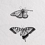 Insect Drawings  Ein Projekt aus dem Bereich Digitale Illustration von Kate Beatham - 19.03.2023