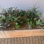 El jardín de Yaiza . Un proyecto de Diseño de interiores, Paisajismo, Decoración de interiores, DIY, Diseño floral y vegetal de Yaiza Alayon Alvarez - 26.03.2023