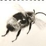 Charcoal Bee . Ilustrasi tradisional, Lukisan, Dan Menggambar Artistik proyek oleh Jane - 04.04.2023