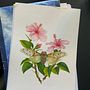 My project for course: Naturalistic Illustration in Watercolor and Gouache Ein Projekt aus dem Bereich Bildende Künste, Malerei, Aquarellmalerei, Botanische Illustration, Naturalistische Illustration und Gouachemalerei von Kate Beatham - 14.04.2023