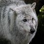 Wolf mood. Un progetto di Fotografia di aurore_escaffre - 01.05.2023