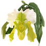 Pintura digital de Orquídea. Un projet de Design , Illustration traditionnelle, Design graphique , et Peinture numérique de Sandra Martinelli - 15.05.2023