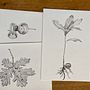 My project for course: Botanical Illustration: From Notebook to Print . Ilustrație tradițională, Schițe, Desen, Ilustrație botanică, Caiet de schițe & Ilustrație cu cerneală de lizscott08 - 05.19.2023