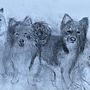 Charcoal drawing Icelandic Sheepdogs Ein Projekt aus dem Bereich Traditionelle Illustration von Elspa Metzdorff - 29.05.2023