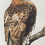 Red-tailed Hawk (Buteo jamaicensis). Projekt z dziedziny Malowanie akwarelą użytkownika Nicole Hethington - 16.01.2024