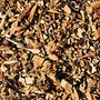Sustainable Ways to Dispose of Stump Grinding Wood Chips. Writing, and Content Writing project by Stephanie M - 02.12.2024